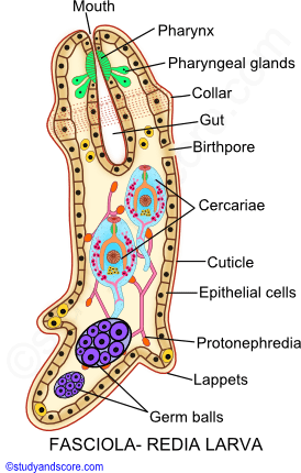 Fasciola hepatica, life cycle in sheep, life cycle in snail, Myracidium larva, sporocyst, redia, cercaria, metacercaria	